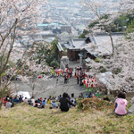 高野口公園桜まつり